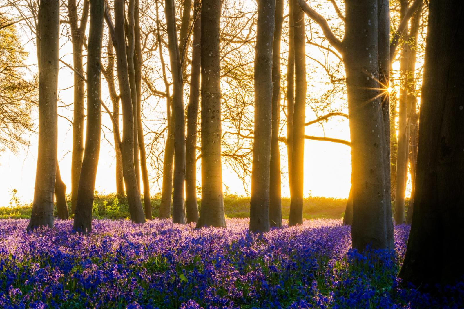 A bluebell carpet spreads beneath bare beech trunks at Badbury Clump near Faringdon, Oxfordshire, as low sunrise light breaks through the wood edge and casts warm raking light across the flower heads. The trees have not yet come into leaf, placing the capture precisely at the brief window when bluebells peak before the canopy closes. A sunstar forms between two trunks to the right, anchoring the light source without overwhelming the quieter foreground.