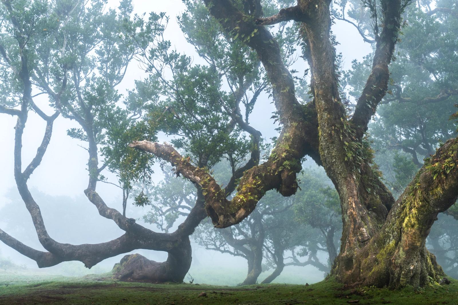 Veteran laurisilva trees emerge from low cloud in the Fanal plateau, Madeira. The contorted limbs of centuries-old til and laurel recede into mist, their moss-laden bark recording the persistent humidity of this relict forest. Diffuse light flattens contrast just enough to let form and atmosphere carry the image.