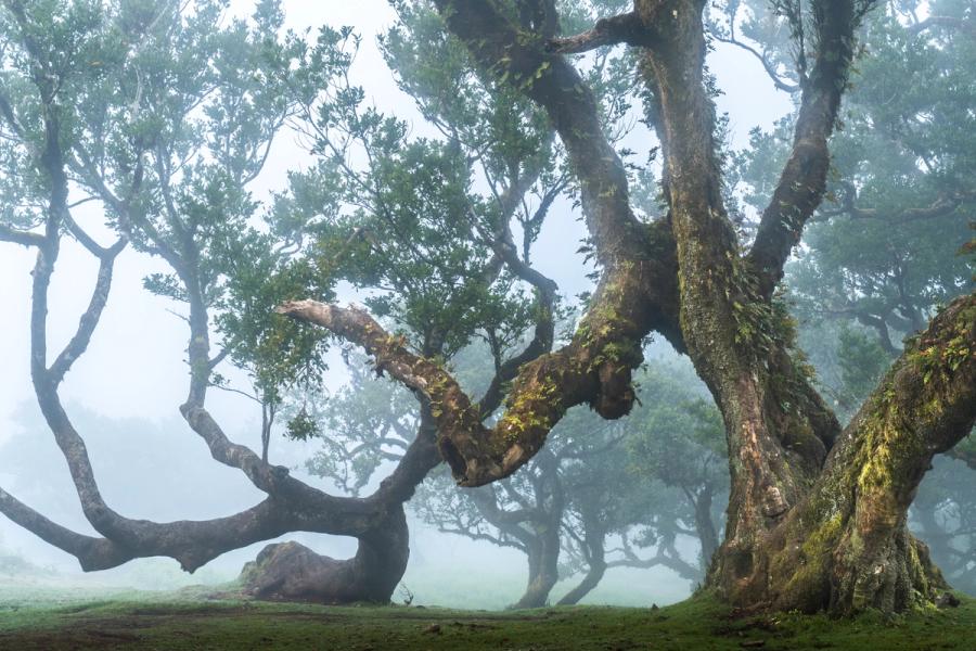 Veteran laurisilva trees emerge from low cloud in the Fanal plateau, Madeira. The contorted limbs of centuries-old til and laurel recede into mist, their moss-laden bark recording the persistent humidity of this relict forest. Diffuse light flattens contrast just enough to let form and atmosphere carry the image.