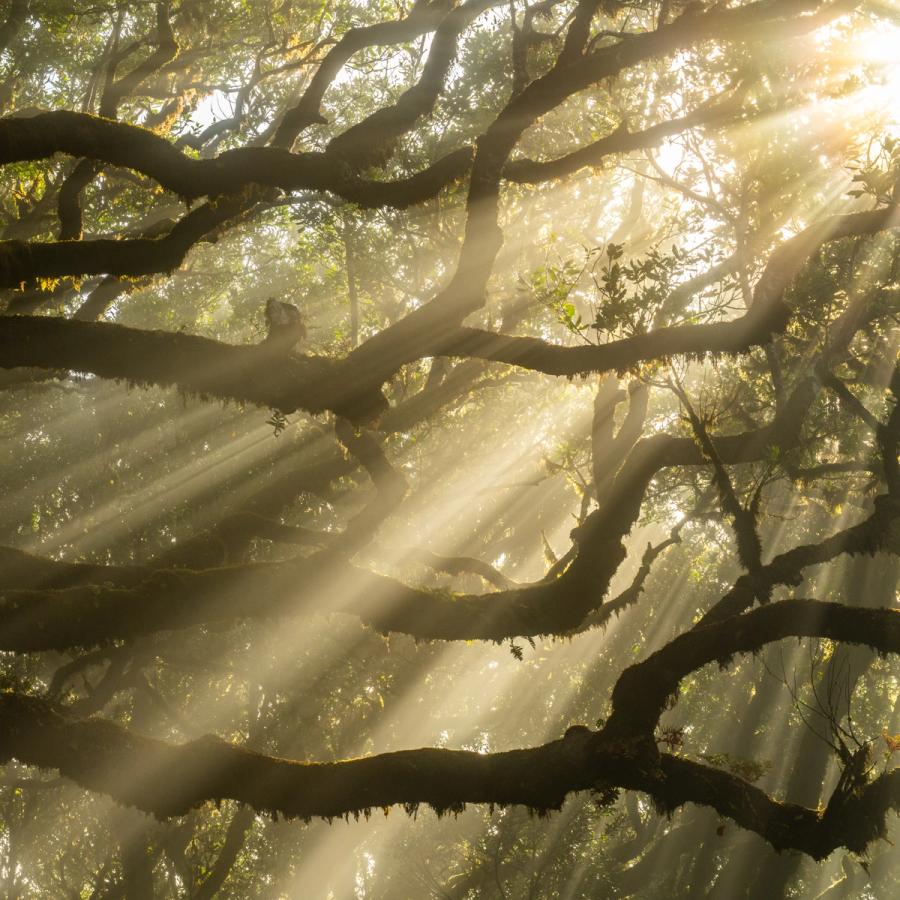 Crepuscular rays pierce a canopy of moss-draped laurel or evergreen oak, the mist dense enough to render each shaft of early-morning light as a discrete, near-tangible column. The interlocking branches fill the frame with structural complexity without obscuring the luminous quality of the air between them. A rare alignment of atmospheric conditions and low sun angle gives the scene an interior stillness more felt than explained.