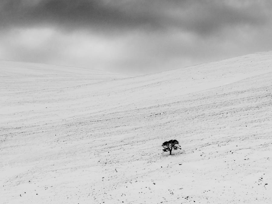 A single pine tree clings alone to this vast mountain in the Cairngorms, which is covered by snow below moody grey clouds.  
