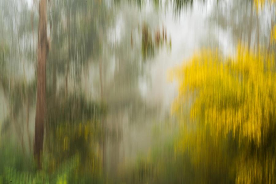 A vertical in-camera movement technique renders a mixed woodland into streaked bands of yellow blossom and grey-green canopy. The strong chromatic contrast between the golden flowering shrub and the cooler tones beyond gives the abstraction a clear compositional anchor. Captured in late May, the image sits at the boundary between documentation and painterly interpretation.