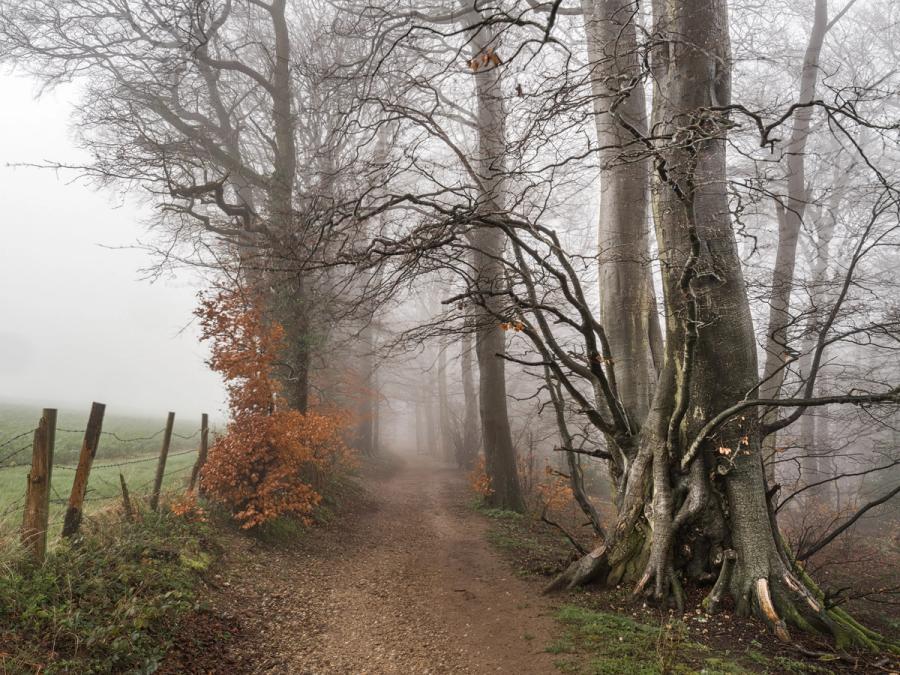 A gravel path curves into dense autumn beechwood in the Chilterns, Oxfordshire, the trees dissolving into thick morning fog beyond. The gnarled root mass of a veteran beech anchors the right foreground, its twisted form contrasting with the ghostly recession of trunks behind. A barbed-wire fence and remnant copper leaves provide quiet counterpoint to the monochromatic atmosphere.