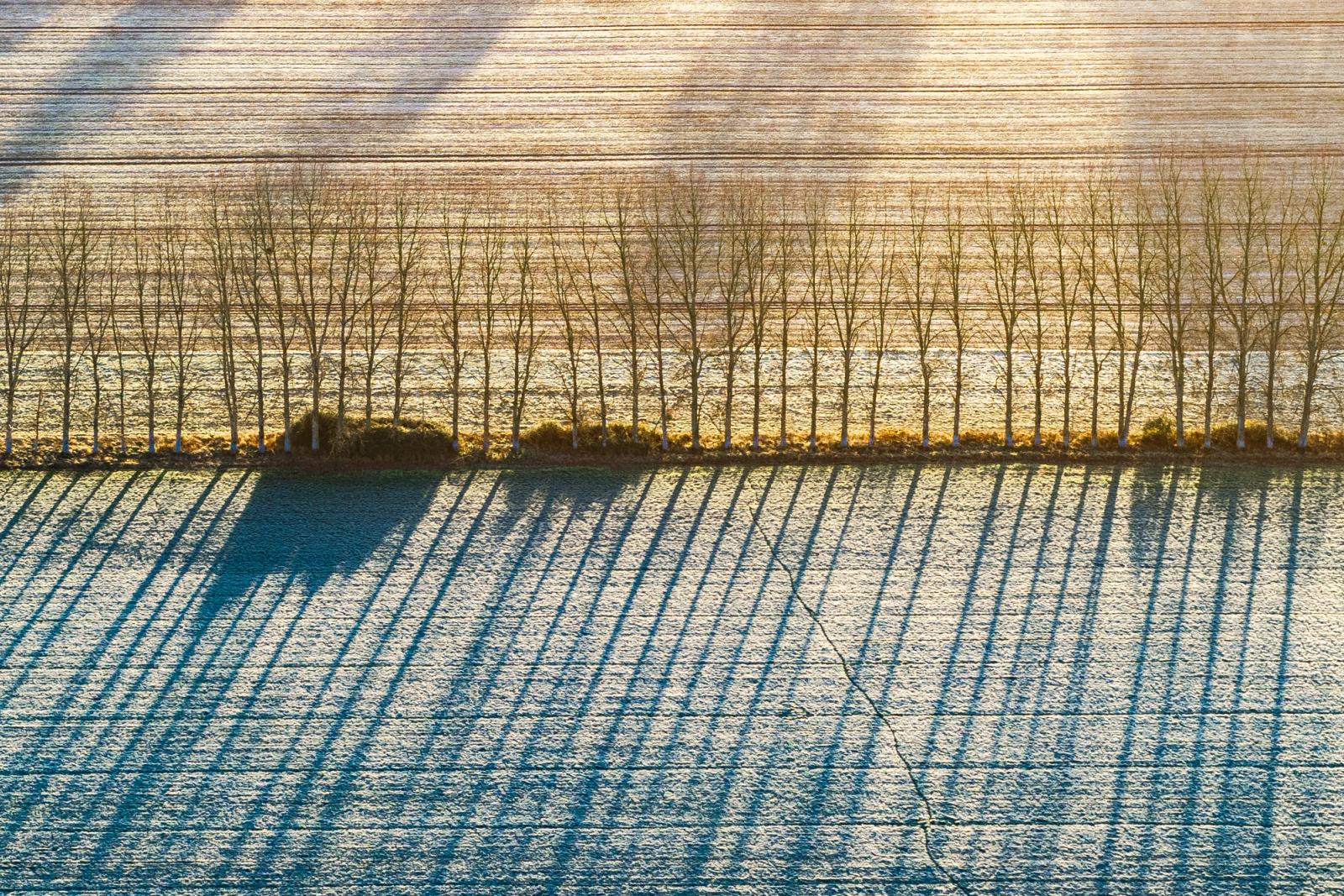 A row of bare poplars divides two frost-covered arable fields near Abingdon-on-Thames, their long shadows cast by a low December sun ruling the foreground field into near-parallel lines. Viewed from directly above, the geometry of agriculture and winter light reduces the familiar to something close to graphic notation. The crack running through the frosted soil in the lower frame introduces a single note of irregularity.