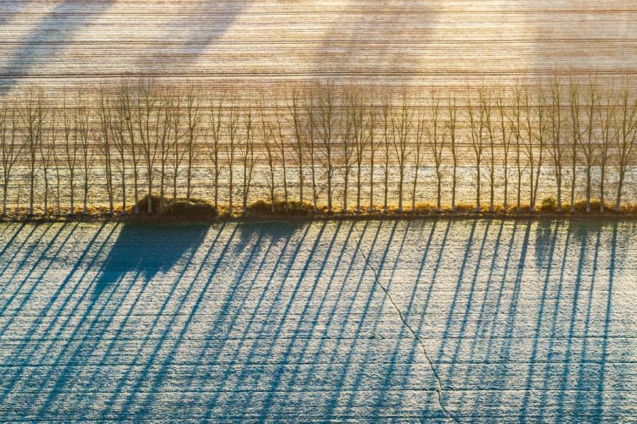 A row of bare poplars divides two frost-covered arable fields near Abingdon-on-Thames, their long shadows cast by a low December sun ruling the foreground field into near-parallel lines. Viewed from directly above, the geometry of agriculture and winter light reduces the familiar to something close to graphic notation. The crack running through the frosted soil in the lower frame introduces a single note of irregularity.