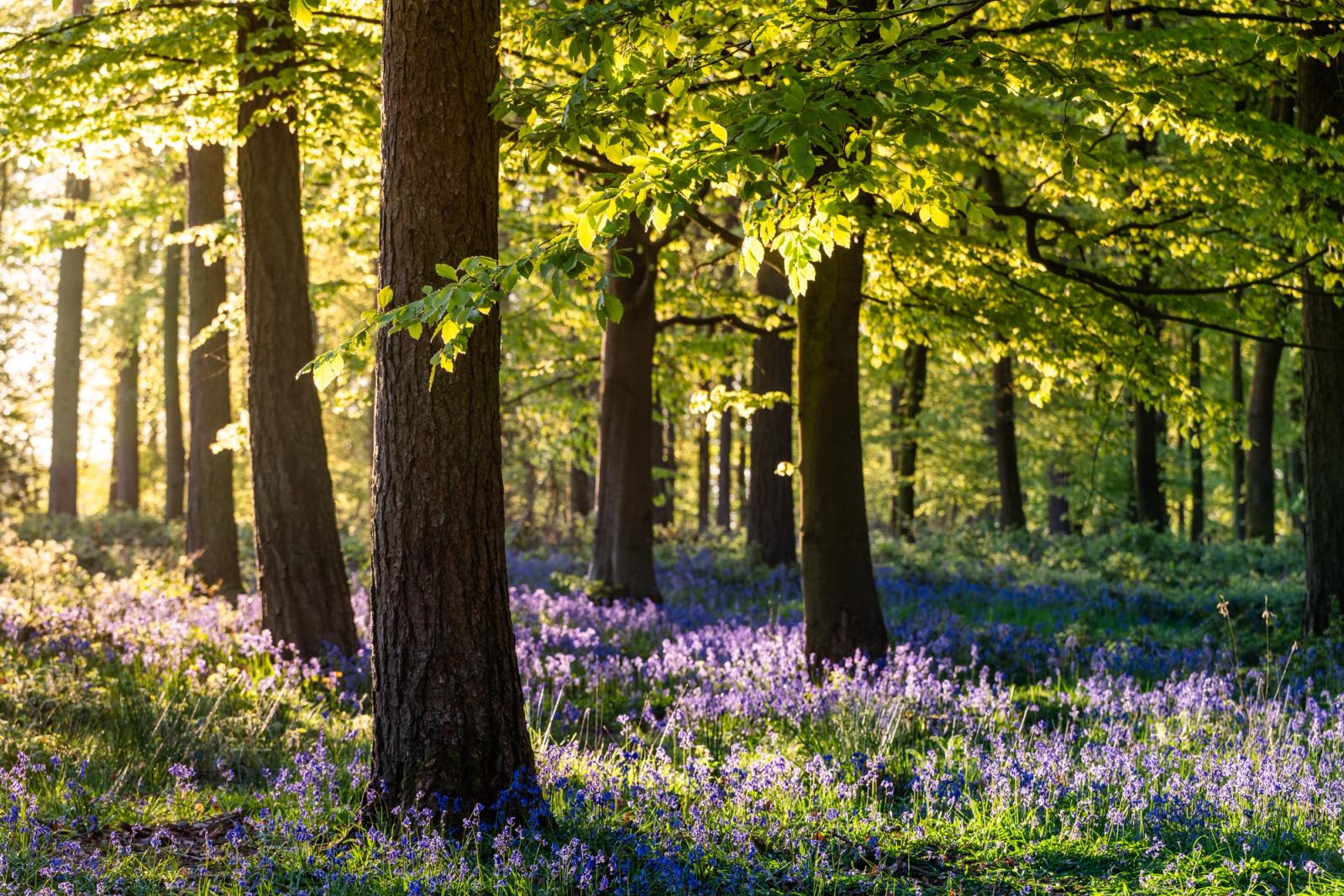 Low dawn light rakes through a beech woodland in the Chilterns, Oxfordshire, where fresh spring leaf casts long shadows across a dense carpet of bluebells. The backlighting ignites the emerging canopy and picks out individual flower stems against the shadowed forest floor, creating a strong tonal contrast between warmth above and cool violet below. Captured at first light when the angle of the sun still holds depth within the trees.
