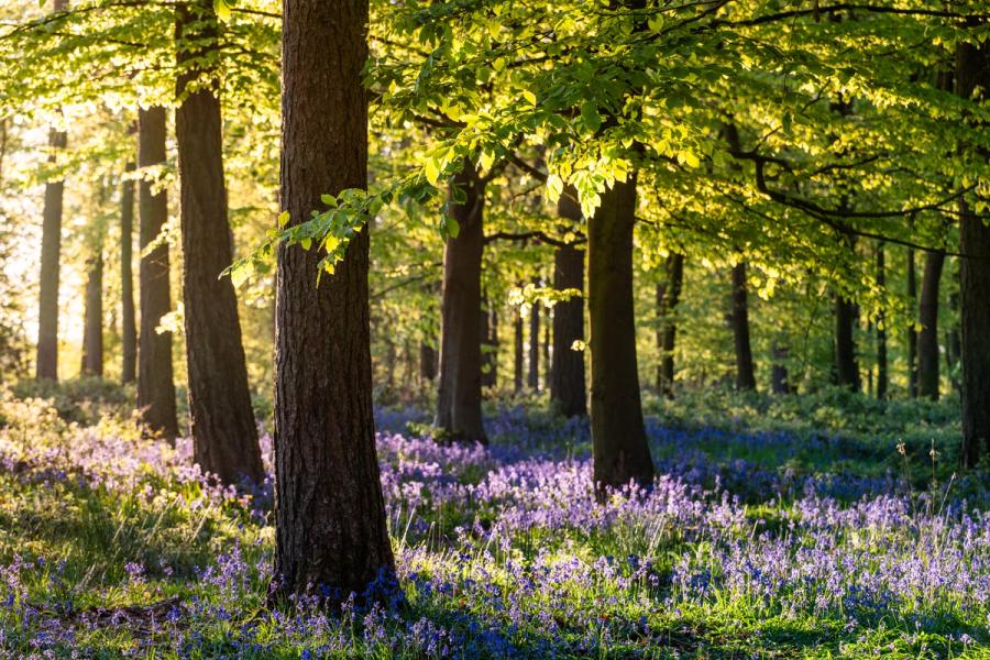 Low dawn light rakes through a beech woodland in the Chilterns, Oxfordshire, where fresh spring leaf casts long shadows across a dense carpet of bluebells. The backlighting ignites the emerging canopy and picks out individual flower stems against the shadowed forest floor, creating a strong tonal contrast between warmth above and cool violet below. Captured at first light when the angle of the sun still holds depth within the trees.