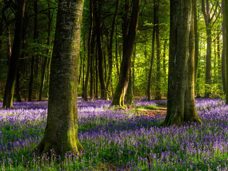 A carpet of native bluebells covers the floor of a mature beech woodland in the Chilterns, Oxfordshire, under low, raking early-morning light. The near-vertical trunks divide the frame into planes of deep shadow and luminous spring green, the backlit canopy separating the darkness of the foreground from an interior that appears almost to glow. The density and even coverage of the bluebells, combined with the quality of the light, lift this beyond a record shot into something with sustained visual weight.