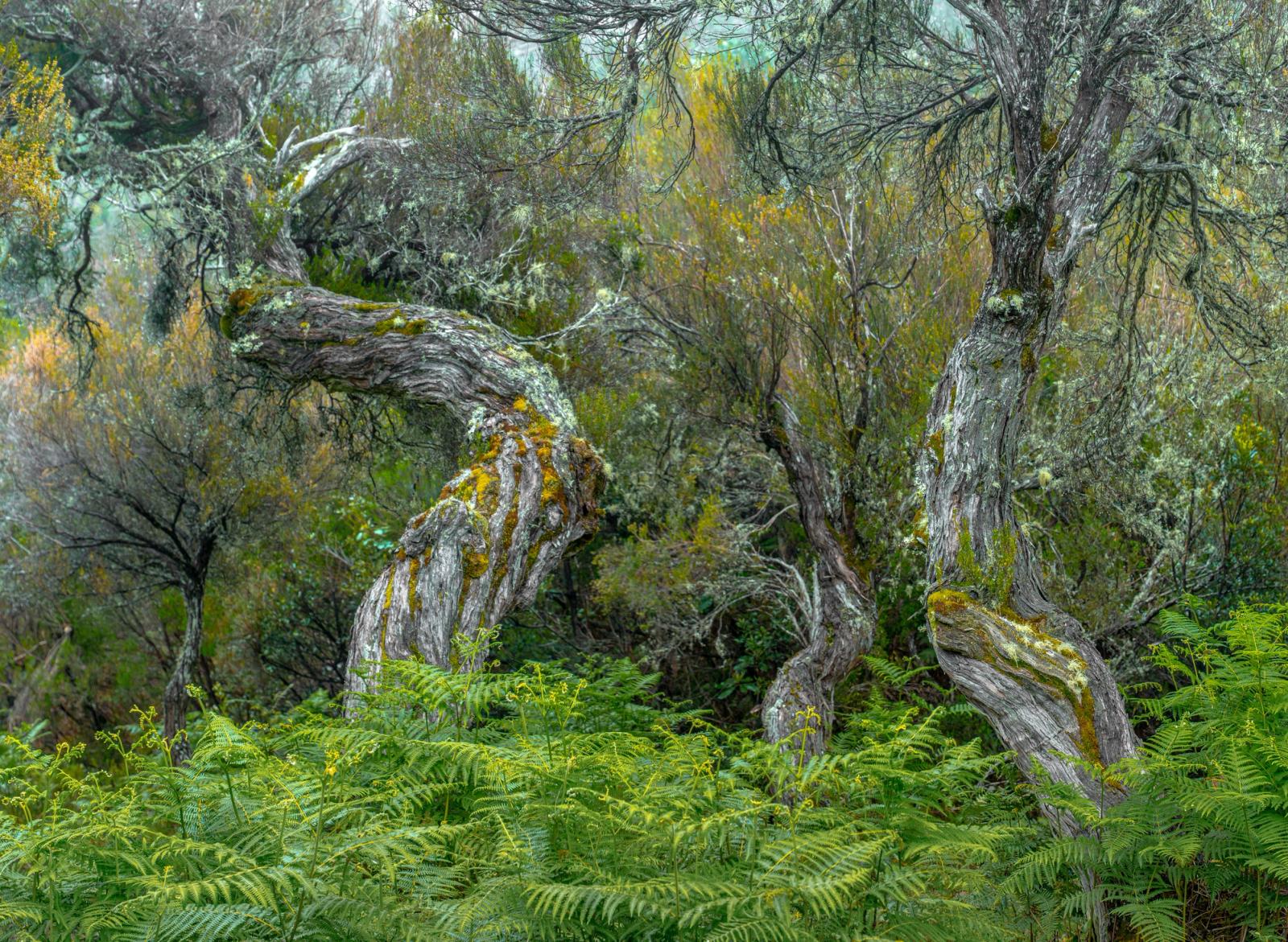Two dramatically contorted old trees rise from a dense understorey of bracken fern, their deeply furrowed bark encrusted with lichen and moss. The overcast light suppresses shadow and flattens contrast, lending the scene a quiet, interior quality. The arching form of the left trunk carries an almost figurative presence within the layered woodland.