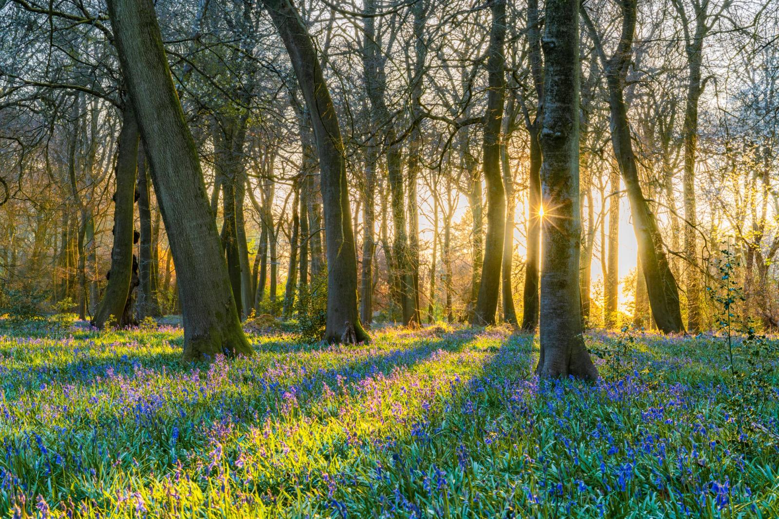 Low evening sun pierces a deciduous woodland floor in the Chilterns, Oxfordshire, carpeted in bluebells at peak spring bloom. Tree trunks cast long shadows across the flowers, while a sunstar forms between two beeches at the woodland edge. The image captures a well-timed moment of directional light, though the composition relies on a familiar arrangement of elements.