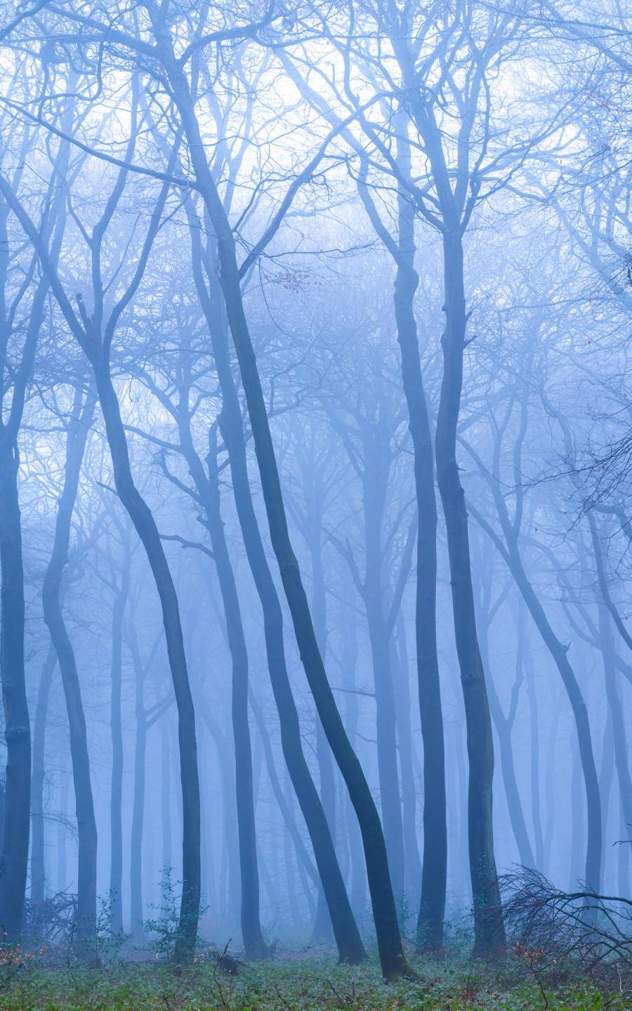 Bare beech trunks in the Chilterns recede into dense winter fog, their sinuous forms creating a layered rhythm of diminishing tone. Diffuse backlight from a low Oxfordshire sky separates each plane of the wood, compressing depth into a near-monochromatic blue-grey. A scatter of ivy at the base anchors the verticals without competing with the stillness above.