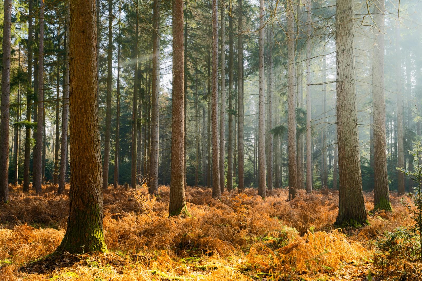 Low winter sun drives shafts of light through a managed conifer plantation, illuminating a dense carpet of bracken in its dormant, rust-coloured state. The mist thickening toward the background compresses the rows of tall trunks into receding planes, lending the scene a quiet geometric order. Captured on a still morning at the cusp of late winter.