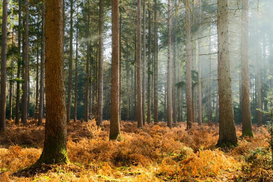 Low winter sun drives shafts of light through a managed conifer plantation, illuminating a dense carpet of bracken in its dormant, rust-coloured state. The mist thickening toward the background compresses the rows of tall trunks into receding planes, lending the scene a quiet geometric order. Captured on a still morning at the cusp of late winter.