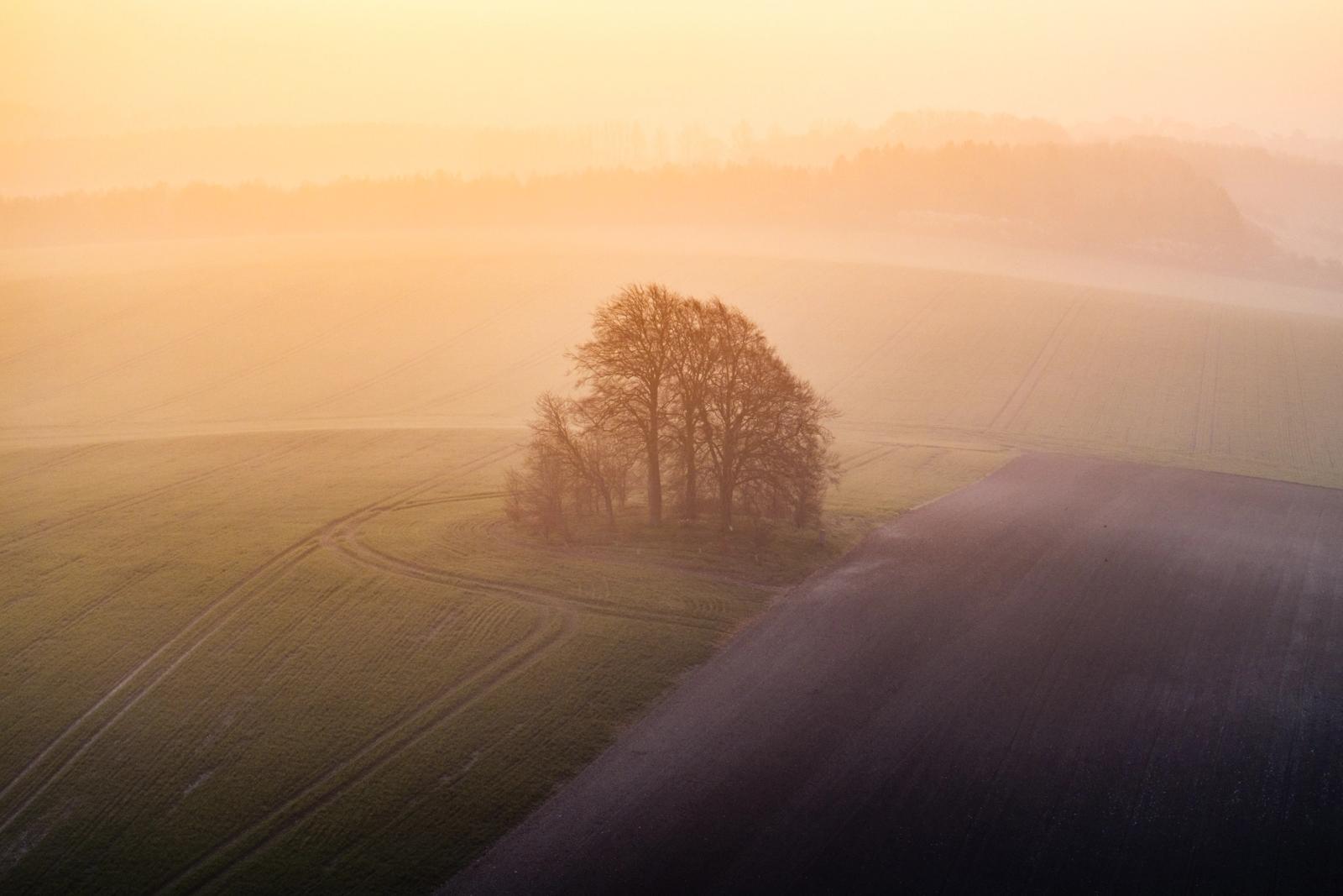 A small copse of bare-branched trees stands isolated on Brightwell Barrow, the low hill rising between arable fields a short distance from the Wittenham Clumps in Oxfordshire, as dawn mist pools across the surrounding farmland. Shot from altitude at the spring equinox, the warm backlight reduces the scene to layered planes of gold and shadow, the tractor lines radiating outward from the copse lending quiet geometry to the composition.
