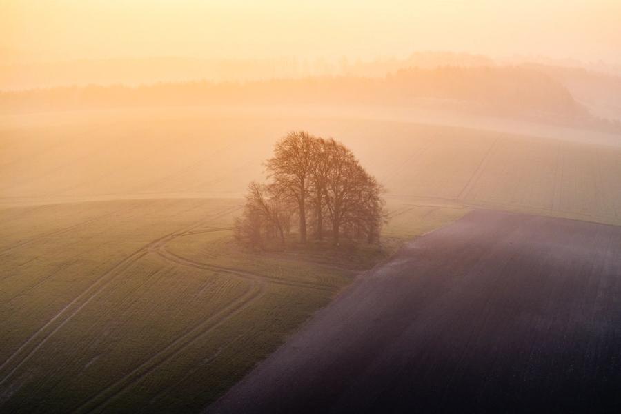 A small copse of bare-branched trees stands isolated on Brightwell Barrow, the low hill rising between arable fields a short distance from the Wittenham Clumps in Oxfordshire, as dawn mist pools across the surrounding farmland. Shot from altitude at the spring equinox, the warm backlight reduces the scene to layered planes of gold and shadow, the tractor lines radiating outward from the copse lending quiet geometry to the composition.