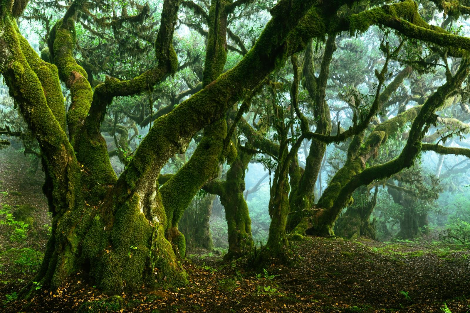 Ancient laurel trees draped in vivid moss recede into low cloud in the laurisilva forest of Madeira. The gnarled, multi-stemmed forms fill the frame with interlocking structure, while mist dissolves the canopy into pale ambiguity beyond. Fallen leaves on the forest floor confirm the season's quiet turn.