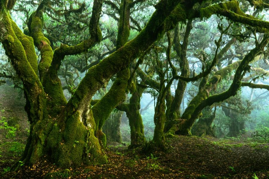 Ancient laurel trees draped in vivid moss recede into low cloud in the laurisilva forest of Madeira. The gnarled, multi-stemmed forms fill the frame with interlocking structure, while mist dissolves the canopy into pale ambiguity beyond. Fallen leaves on the forest floor confirm the season's quiet turn.