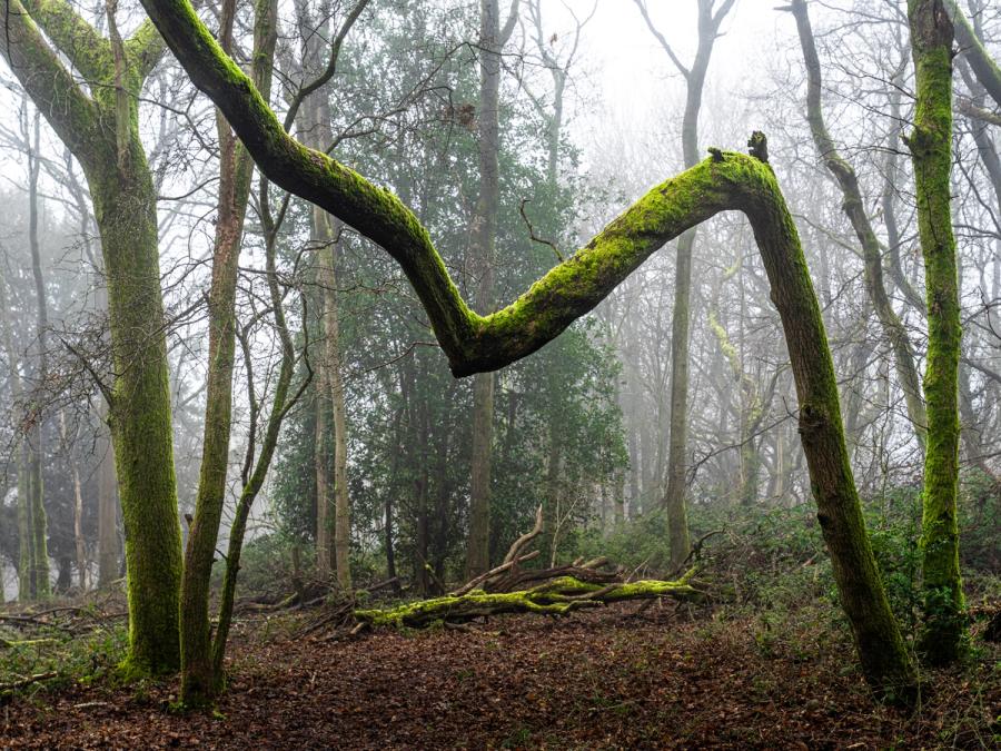 A heavily moss-covered branch arcs between two leaning trunks in the Chilterns, Oxfordshire, forming a natural gateway into fog-softened woodland in late winter. Fallen deadwood and a leaf-litter floor anchor the foreground, while bare and evergreen trees dissolve into diffuse grey beyond. The sculptural geometry of the branch commands the frame with quiet insistence.