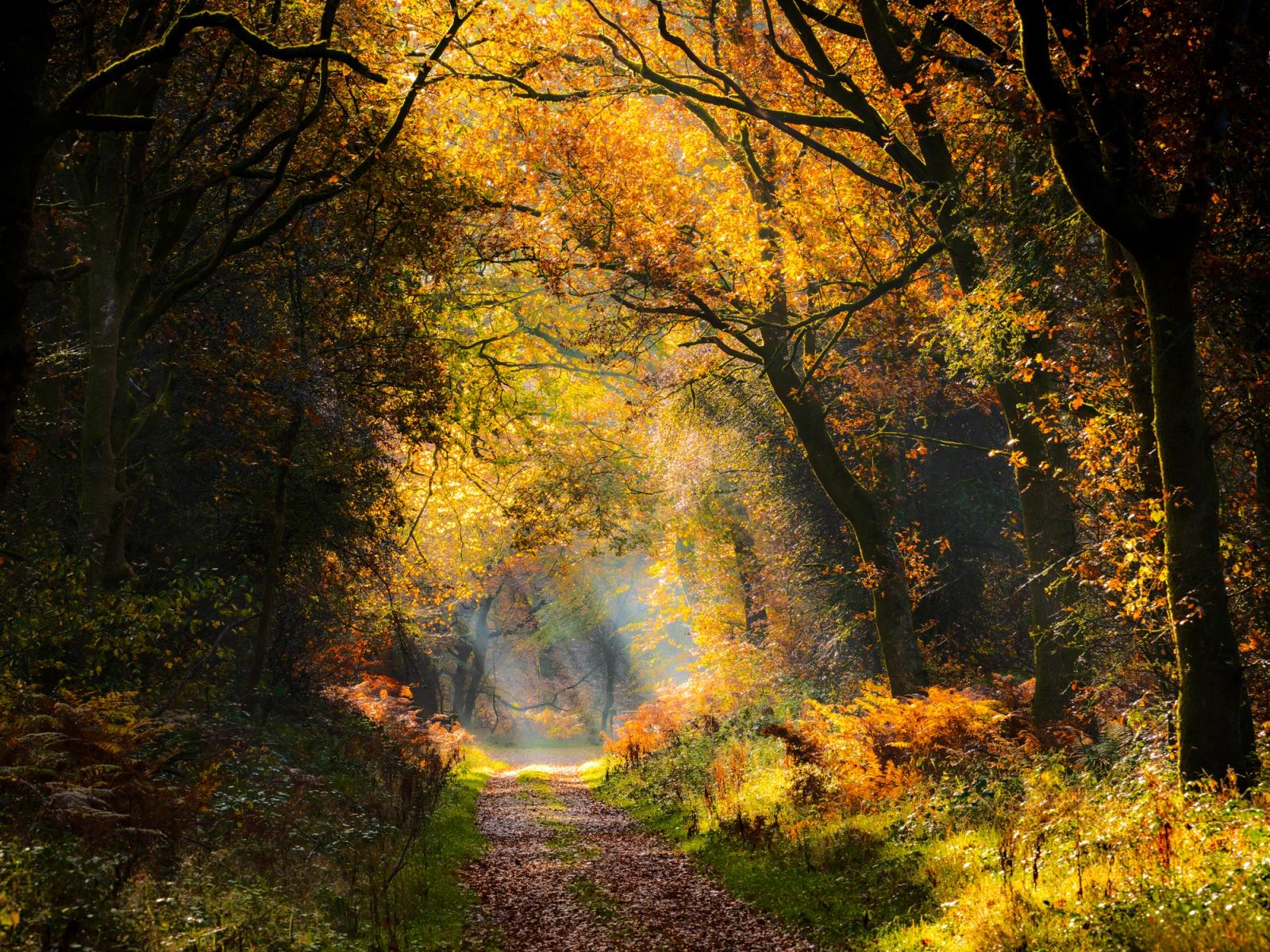 Autumn sunbeams filter through a canopy of turning oak and beech in the Chilterns, Oxfordshire, illuminating a leaf-strewn woodland track flanked by bracken in late colour. Morning mist caught in the mid-ground gives the receding path a luminous, layered depth. The dark framing trunks compress the light into a single corridor of warmth.