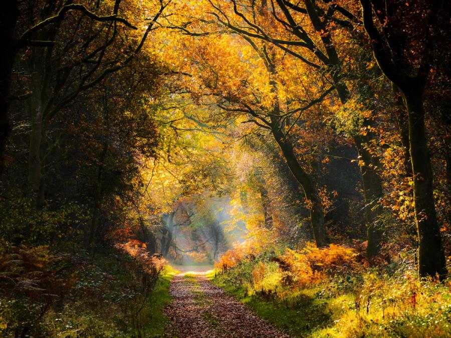 Autumn sunbeams filter through a canopy of turning oak and beech in the Chilterns, Oxfordshire, illuminating a leaf-strewn woodland track flanked by bracken in late colour. Morning mist caught in the mid-ground gives the receding path a luminous, layered depth. The dark framing trunks compress the light into a single corridor of warmth.