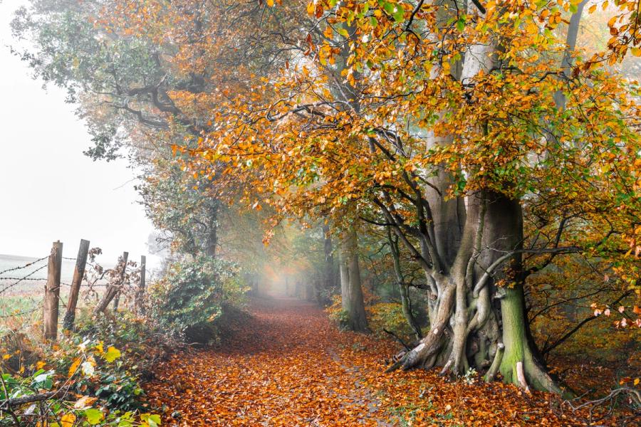 A fog-softened lane in the Chilterns threads between ancient multi-stemmed beech trees in full autumn colour, fallen leaves carpeting the path to a vanishing point lost in mist. The gnarled, ivy-patched root plate of the foreground tree anchors a composition that balances the intimate and the atmospheric. Barbed-wire fence posts to the left suggest a field boundary, characteristic of a high downland track in this part of Oxfordshire in late October or early November.