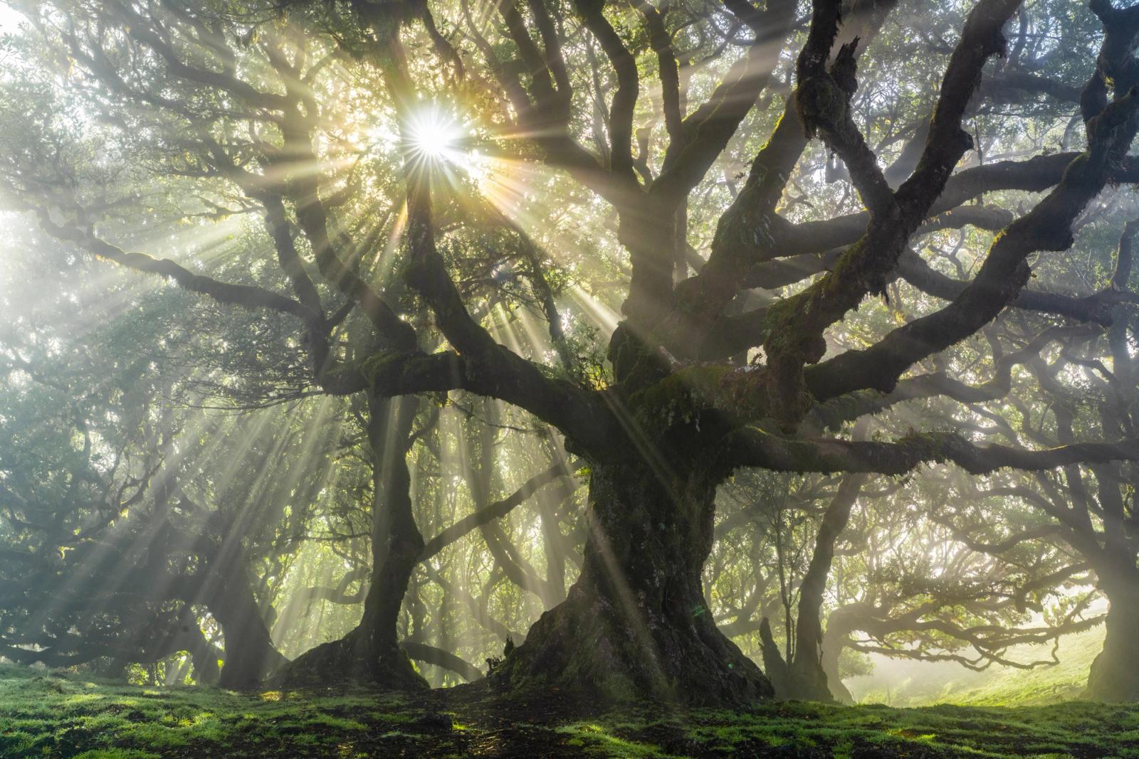 A veteran laurisilva laurel, its moss-clad trunk splitting into broad spreading limbs, stands at the centre of the Fanal plateau as early morning sunbeams fracture through residual sea-mist. The crepuscular rays radiate from a near-central sun star, lending the scene an almost ceremonial stillness. Mist pooling beneath the canopy separates foreground from the receding woodland behind.