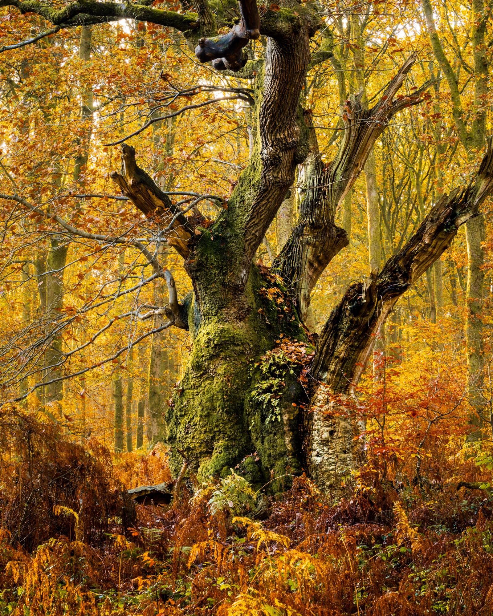 A veteran oak, its trunk heavily colonised by moss and fern, stands among late-turning beech in a managed broadleaf woodland in Savernake Forest. The mossy base and broken scaffold branches suggest considerable age, possibly pollard origin. Soft, diffuse November light suppresses shadow and allows the warm amber canopy to read cleanly against the textured bark.