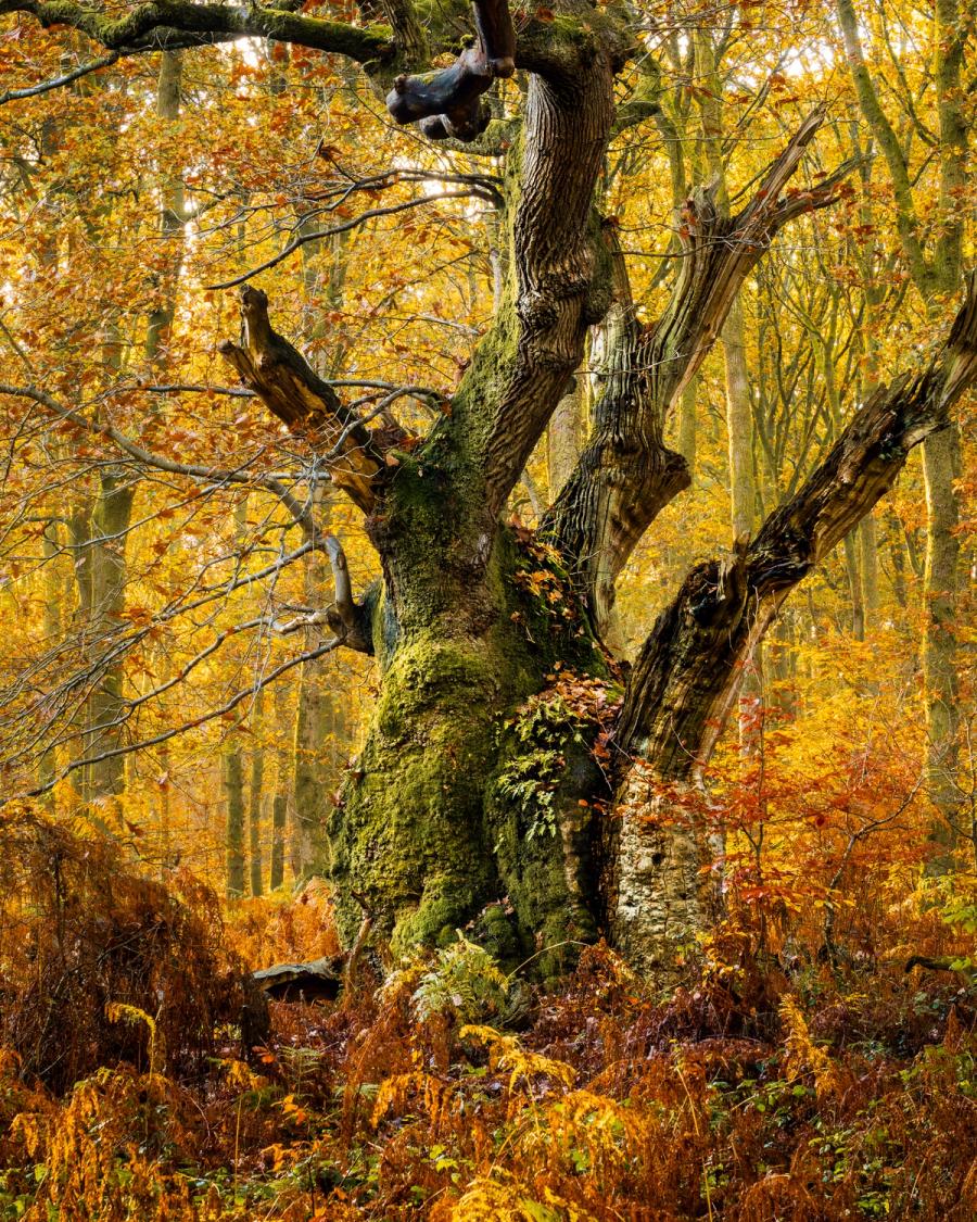 A veteran oak, its trunk heavily colonised by moss and fern, stands among late-turning beech in a managed broadleaf woodland in Savernake Forest. The mossy base and broken scaffold branches suggest considerable age, possibly pollard origin. Soft, diffuse November light suppresses shadow and allows the warm amber canopy to read cleanly against the textured bark.