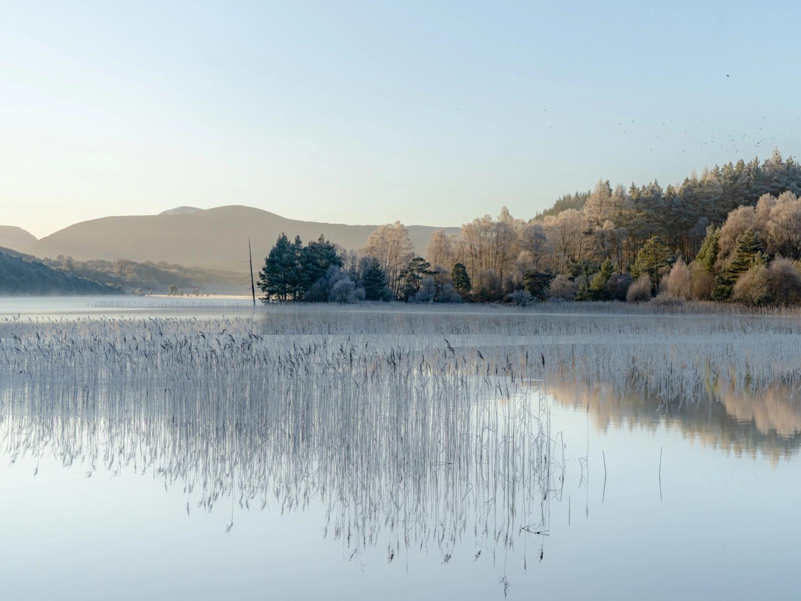 A hard frost coats the birch and pine woodland fringing a Highland loch on a windless winter morning, the frosted canopy reflected almost perfectly in water broken only by emergent reed stems. Ground mist lingers above the surface, softening the distant hills and lending the scene an unusual quietness for midday light.