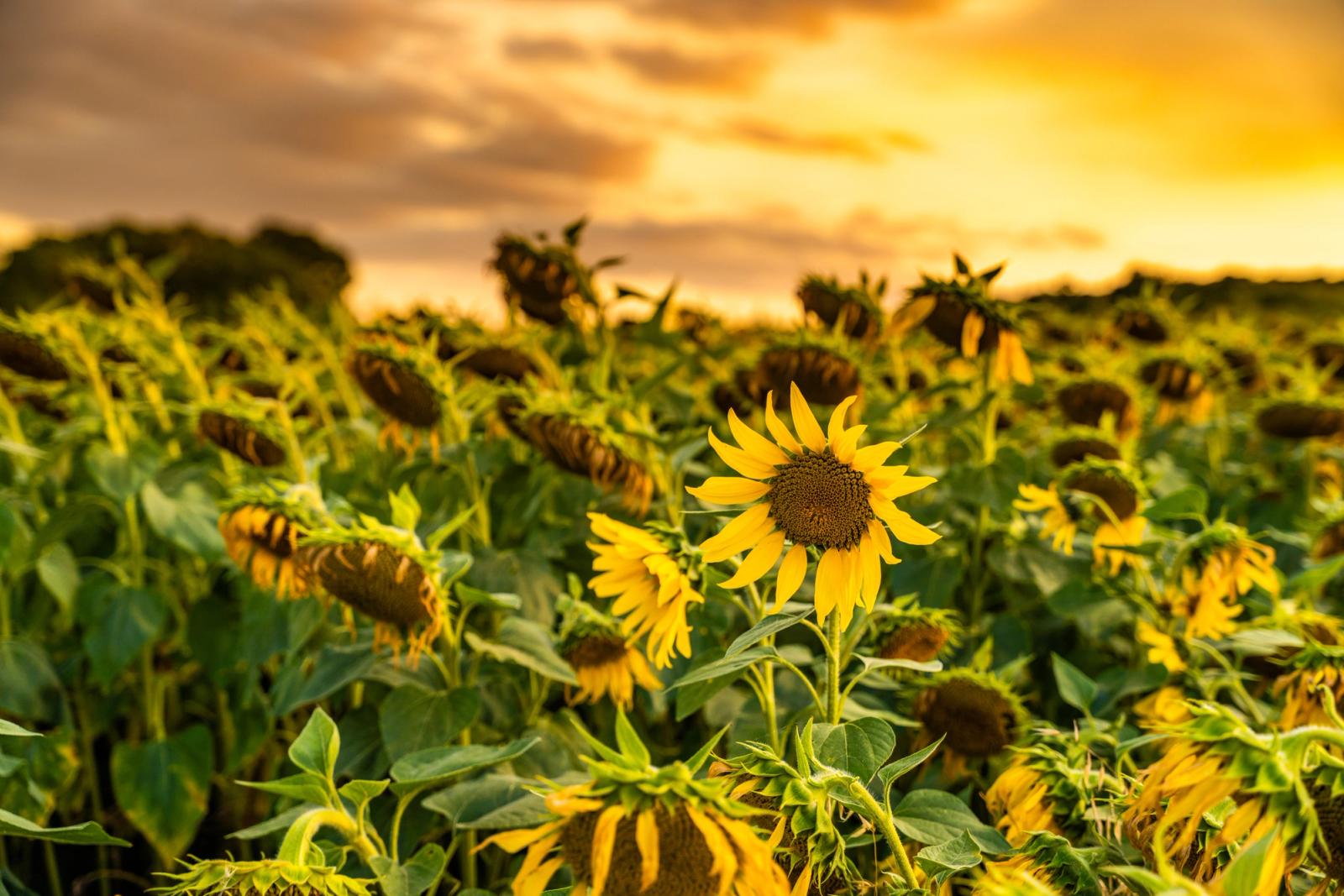 A single fully-open sunflower faces the camera amid a field of drooping, spent heads as a stormy golden sky builds behind. The contrast between the one blooming flower and its exhausted neighbours gives the image a quiet narrative quality, though the composition lacks the decisive framing and spatial tension needed for competition level.