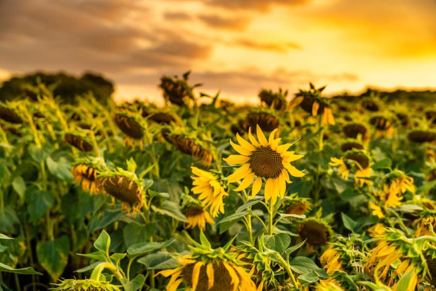 A single fully-open sunflower faces the camera amid a field of drooping, spent heads as a stormy golden sky builds behind. The contrast between the one blooming flower and its exhausted neighbours gives the image a quiet narrative quality, though the composition lacks the decisive framing and spatial tension needed for competition level.