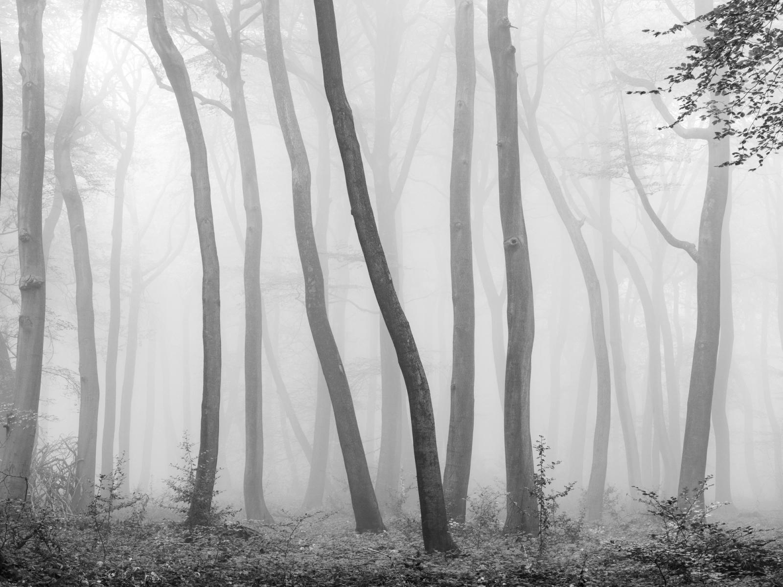 Dense autumn fog reduces a stand of beech woodland in the Chilterns, Oxfordshire, to a sequence of slender, curving trunks receding into white. The near-total suppression of tonal range creates a graphic flatness that is broken only by the textured bark of the two foreground trees and scattered leaf litter on the woodland floor. Converted to monochrome, the image strips the scene to its structural essentials.