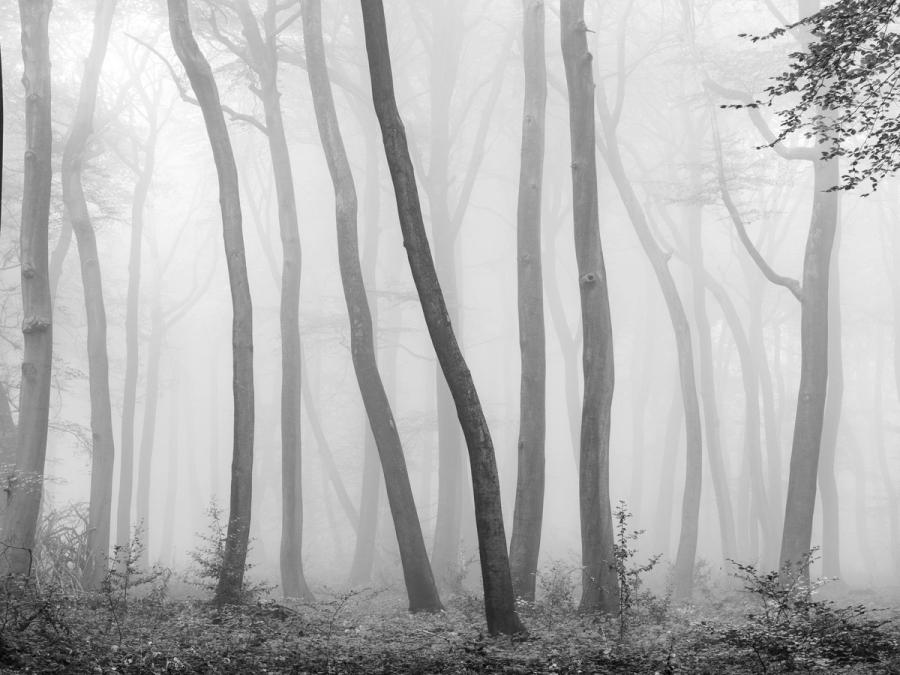 Dense autumn fog reduces a stand of beech woodland in the Chilterns, Oxfordshire, to a sequence of slender, curving trunks receding into white. The near-total suppression of tonal range creates a graphic flatness that is broken only by the textured bark of the two foreground trees and scattered leaf litter on the woodland floor. Converted to monochrome, the image strips the scene to its structural essentials.