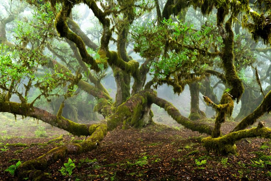 A gnarled, moss-laden laurisilva tree spreads contorted limbs across the forest floor in early morning mist. The layered fog dissolves the background canopy into pale silhouettes, concentrating attention on the elaborate architecture of the foreground trunk and branches. Ferns and leaf litter on the bare ground anchor the composition in the quiet of a spring dawn.