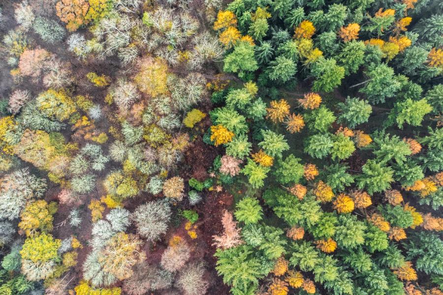 A top-down aerial view from above woodlands in The Chiltern Hills reveals a sharp ecological boundary dividing open scrub & pale, lichen-silvered and sparsely autumn canopied from a dense stand of mature conifers in deep green. Captured in mid-November, the transitional foliage holds residual autumn yellows against the muted tones of approaching winter dormancy. The diagonal fault line between the two tree communities carries the composition without artifice.