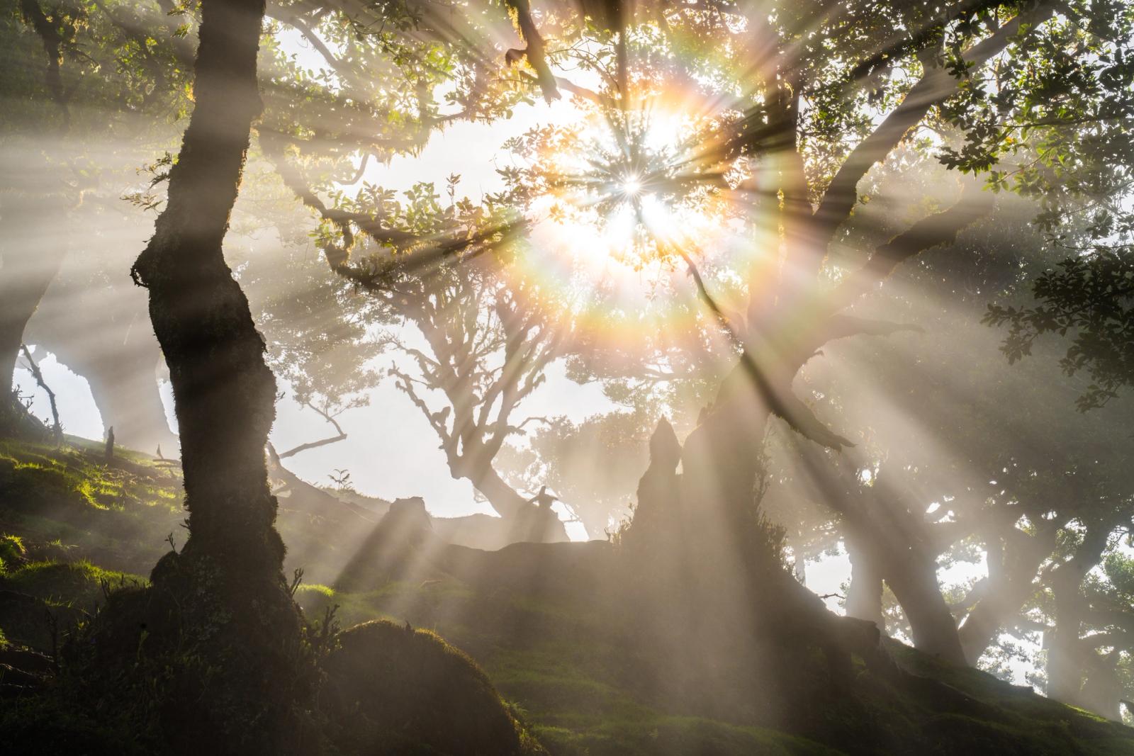 Crepuscular rays fan through the canopy of a laurisilva woodland as low mist lingers between moss-covered trunks at dawn. The starburst sun, partially occluded by interlocking branches, illuminates suspended moisture in near-theatrical shafts, while the forest floor remains deep in shadow. The stillness of the scene and restraint in the edit give the image a quality closer to observation than spectacle.