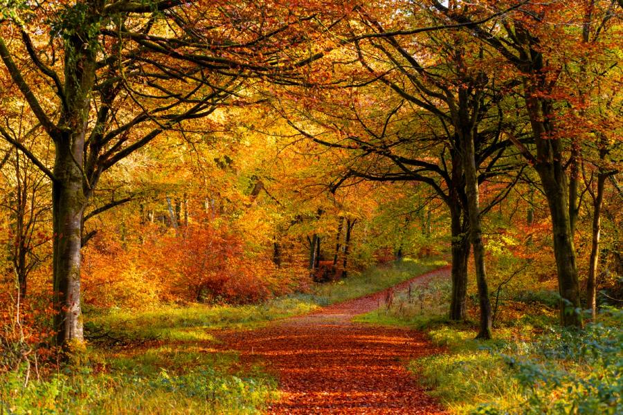 A leaf-carpeted path curves between mature beech trees in tSavernake Forest, the canopy holding peak amber and russet colour. Soft directional light from the south-east separates the warm tones above from the shadowed trunks below. The undulating forest ground and receding path give depth without a strong focal anchor.