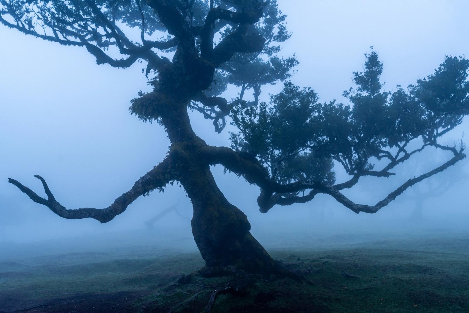 A massively contorted laurisilva tree emerges from dense cloud in the Fanal plateau, Madeira. The gnarled trunk and outstretched limbs read almost figuratively against the cold blue-grey void, while moss-covered roots anchor the composition to the saturated ground. Diffuse fog erases all background detail, isolating the tree's sculptural form with quiet authority.