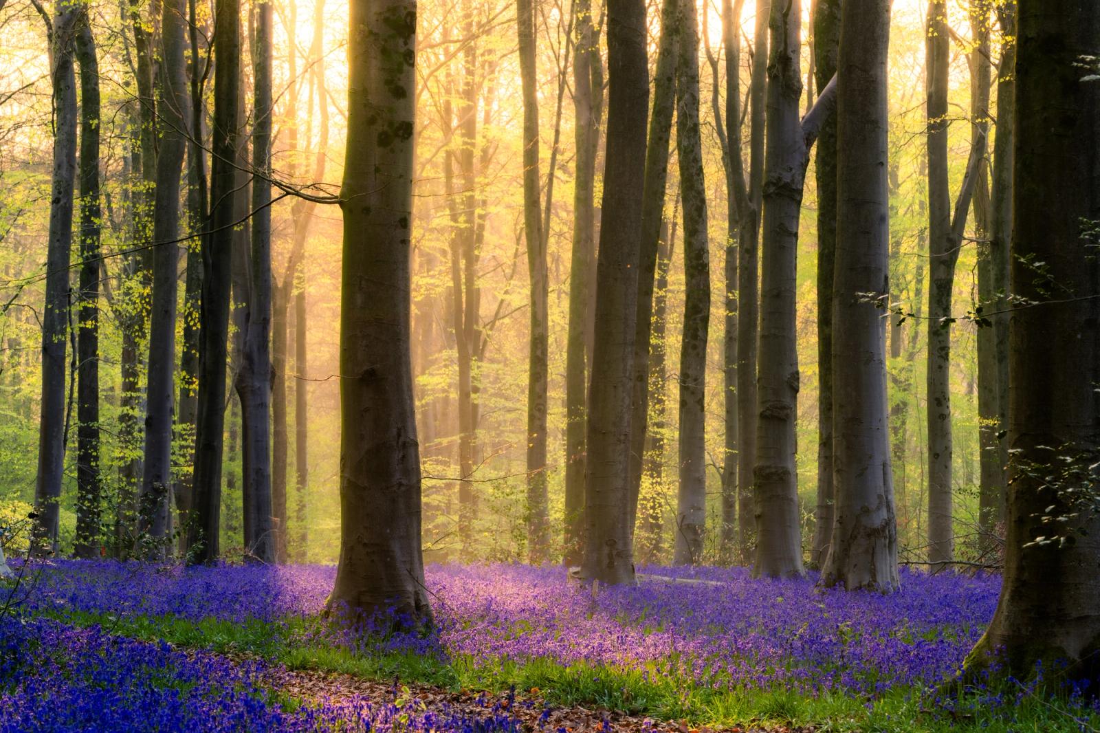 Low dawn light filters through a mist-filled beech woodland at West Woods in Wiltshire, where fresh spring leaf frames a dense carpet of bluebells across the forest floor. The interplay between warm backlight and cool violet ground cover gives the scene a rare tonal depth. Captured at first light when residual mist diffuses the sun into broad, soft columns between the trunks.