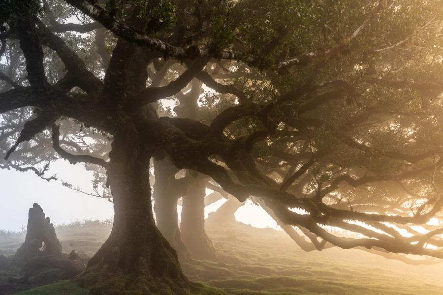 A veteran Til tree — Ocotea foetens — spreads its contorted limbs through dense fog at Fanal, Madeira's ancient laurisilva forest. Warm backlight from low dawn sun filters through the cloud, silhouetting the twisted branch structure against a luminous ground mist. The gnarled root buttresses and mossy plateau floor reinforce the age and isolation of this extraordinary tree.