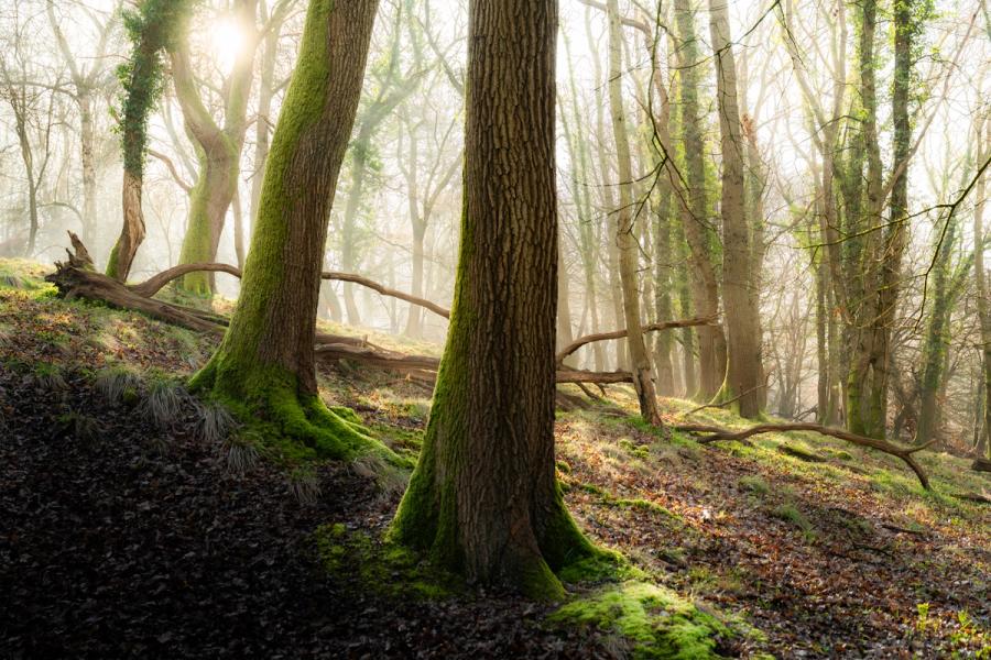 Two moss-clad trunks stand at the edge of a shallow woodland hollow in the Chilterns, Oxfordshire, a fallen bough curving behind them into the mist. Weak March sun pierces the canopy from the upper left, casting a diffuse backlight through still-bare branches. The contrast between the vivid moss on the near bark and the pale, receding fog gives the scene its quiet depth.