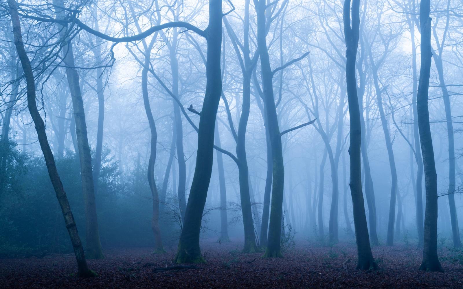 Bare beech trunks in the Chilterns recede into dense winter fog, their sinuous forms dissolving plane by plane into a pale blue-grey ground. The fallen leaf litter anchors a scene that is otherwise almost entirely tonal, the mist erasing depth until the woodland becomes near-abstract. Captured at dawn in January, the light is directionless and cold, lending the image a stillness that feels both quiet and unsettling.