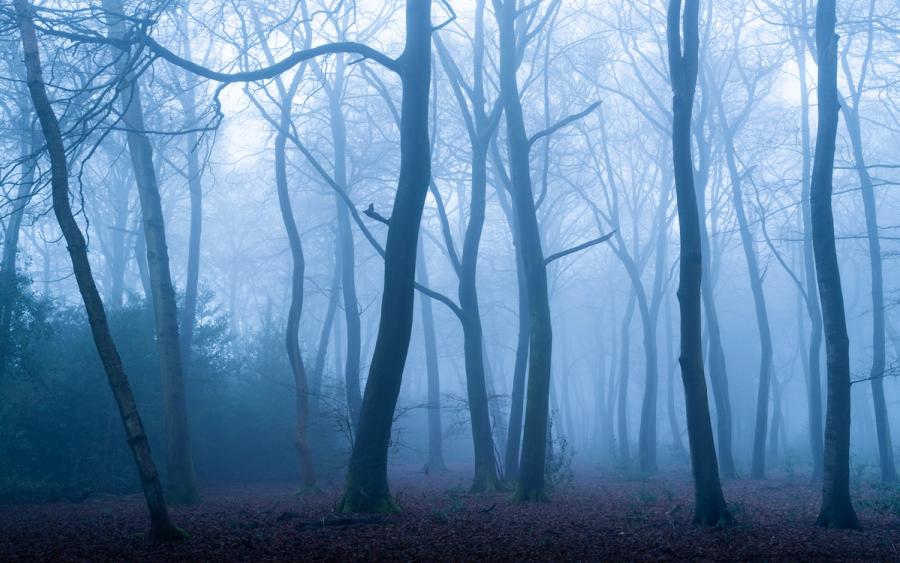 Bare beech trunks in the Chilterns recede into dense winter fog, their sinuous forms dissolving plane by plane into a pale blue-grey ground. The fallen leaf litter anchors a scene that is otherwise almost entirely tonal, the mist erasing depth until the woodland becomes near-abstract. Captured at dawn in January, the light is directionless and cold, lending the image a stillness that feels both quiet and unsettling.