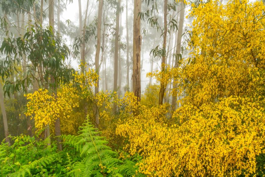 Dense flowering broom pushes through a eucalyptus plantation as morning fog softens the pale trunks into successive planes of grey. The saturated yellow of the shrubs holds against the muted background, creating a tension between the vivid foreground and the dissolving interior of the wood. Bracken fronds in the lower frame anchor the composition in something quieter.