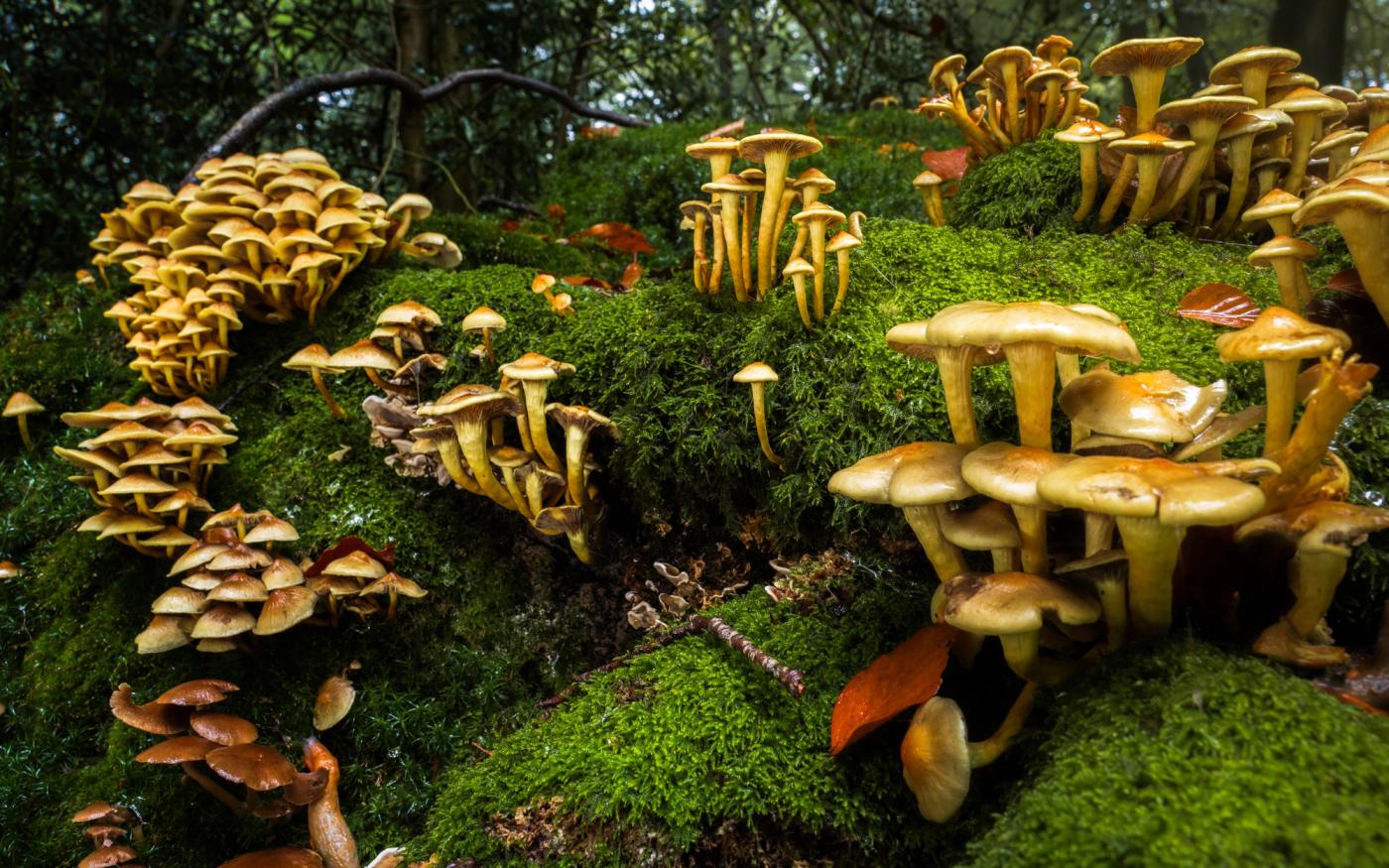An incredible display of mushrooms and fungi on this fallen beech stump. Captured in The Chilterns, near Henley, Oxfordshire, England.