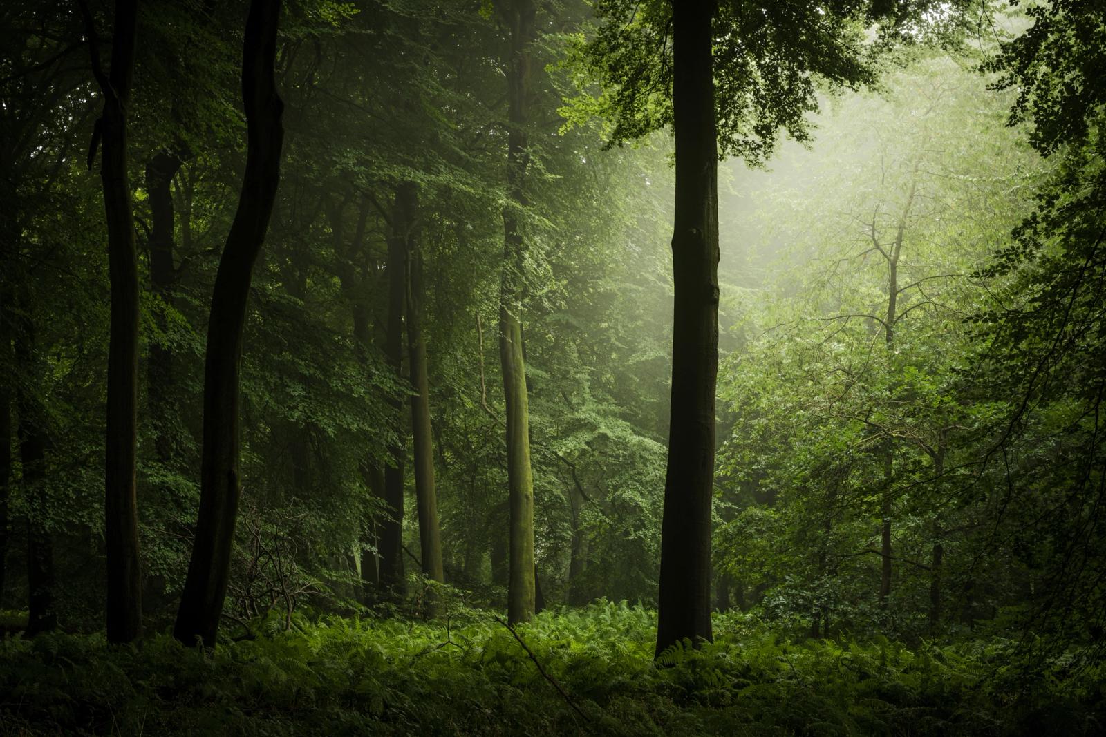 Diffuse morning mist lifts through a mature broadleaf woodland in the Chilterns, Oxfordshire, backlighting a canopy of summer beech and oak and reducing the mid-ground to soft planes of green. Ferns carpet the floor between straight-trunked beeches, anchoring the composition while the illuminated fog dissolves detail towards the upper frame. The restrained palette and quiet tonal separation give the image a contemplative stillness unusual for high summer.