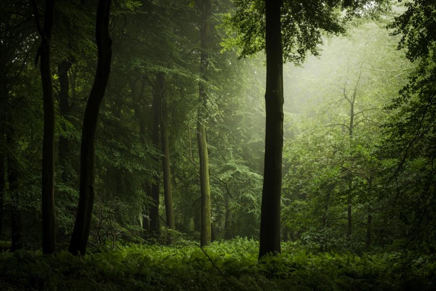 Diffuse morning mist lifts through a mature broadleaf woodland in the Chilterns, Oxfordshire, backlighting a canopy of summer beech and oak and reducing the mid-ground to soft planes of green. Ferns carpet the floor between straight-trunked beeches, anchoring the composition while the illuminated fog dissolves detail towards the upper frame. The restrained palette and quiet tonal separation give the image a contemplative stillness unusual for high summer.