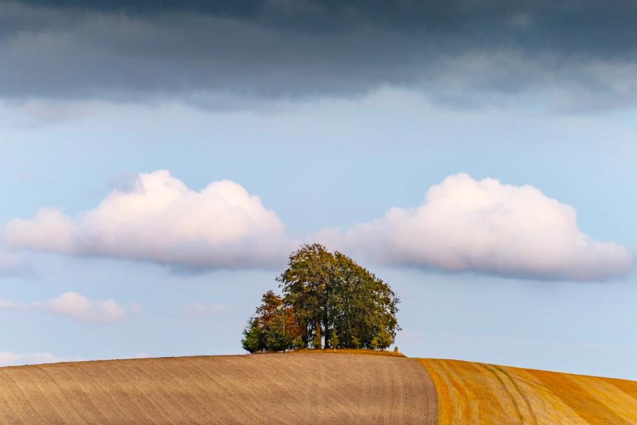 A tight cluster of broadleaved trees crowns a bare arable hill as storm cloud builds above and late afternoon light catches the ploughed soil below. The symmetry of two flanking cumulus formations and the dark band at the frame's top create a quiet tension around the solitary stand. Tractor lines in the foreground field draw the eye upward to the trees against the clearing sky.