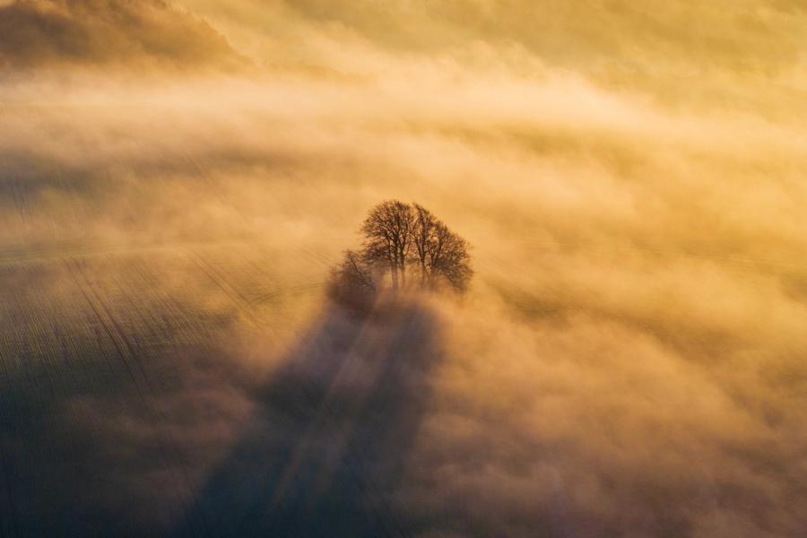 A small cluster of bare winter trees at Brightwell Barrow, near the Wittenham Clumps in Oxfordshire, emerges from a shallow fog inversion above arable farmland. Shot from directly above at low altitude, the trees cast a long shadow through the mist toward the viewer, anchoring the composition against a sea of warm golden vapour. The diagonal tension between fog layers and the singular dark form gives the image an abstract quality rare in aerial landscape work.