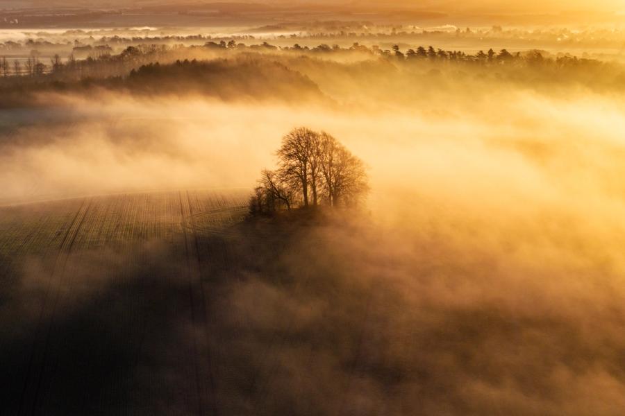 A small copse on Brightwell Barrow, near the Wittenham Clumps in Oxfordshire, emerges from a shallow temperature inversion across the farmland, January 2026. Low winter sun catches the fog from the east, reducing the landscape to a single silhouetted subject against a field of luminous amber. Tractor lines in the crop below anchor the image to the agricultural plain being consumed by the mist.